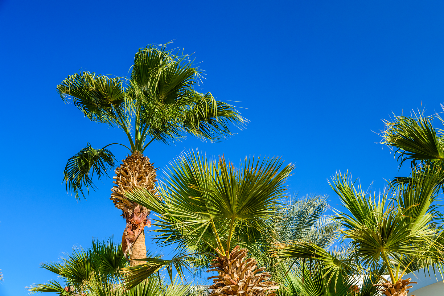 Tree Squad-Tree Service-Trimming-Stump Grinding-Storm Debris Cleanup-St Augustine, FL-Sabal Palm