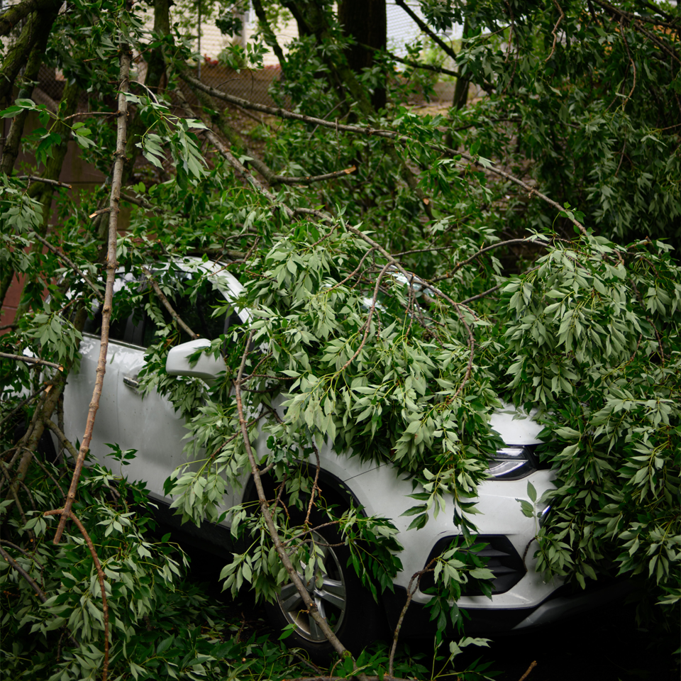 Tree Squad-Tree Service-Trimming-Stump Grinding-Storm Debris Cleanup-St Augustine, FL-damage