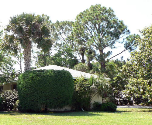 Tree Squad-Tree Service-Trimming-Stump Grinding-Storm Debris Cleanup-St Augustine, FL-general_tree_shot_500x413