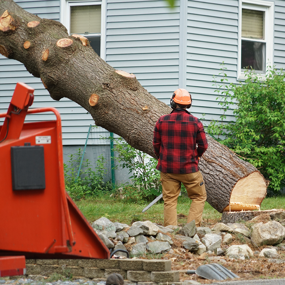 Tree Squad-Tree Service-Trimming-Stump Grinding-Storm Debris Cleanup-St Augustine, FL-removal v4