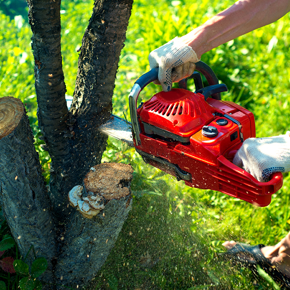 Tree Squad-Tree Service-Trimming-Stump Grinding-Storm Debris Cleanup-St Augustine, FL-trimming v2