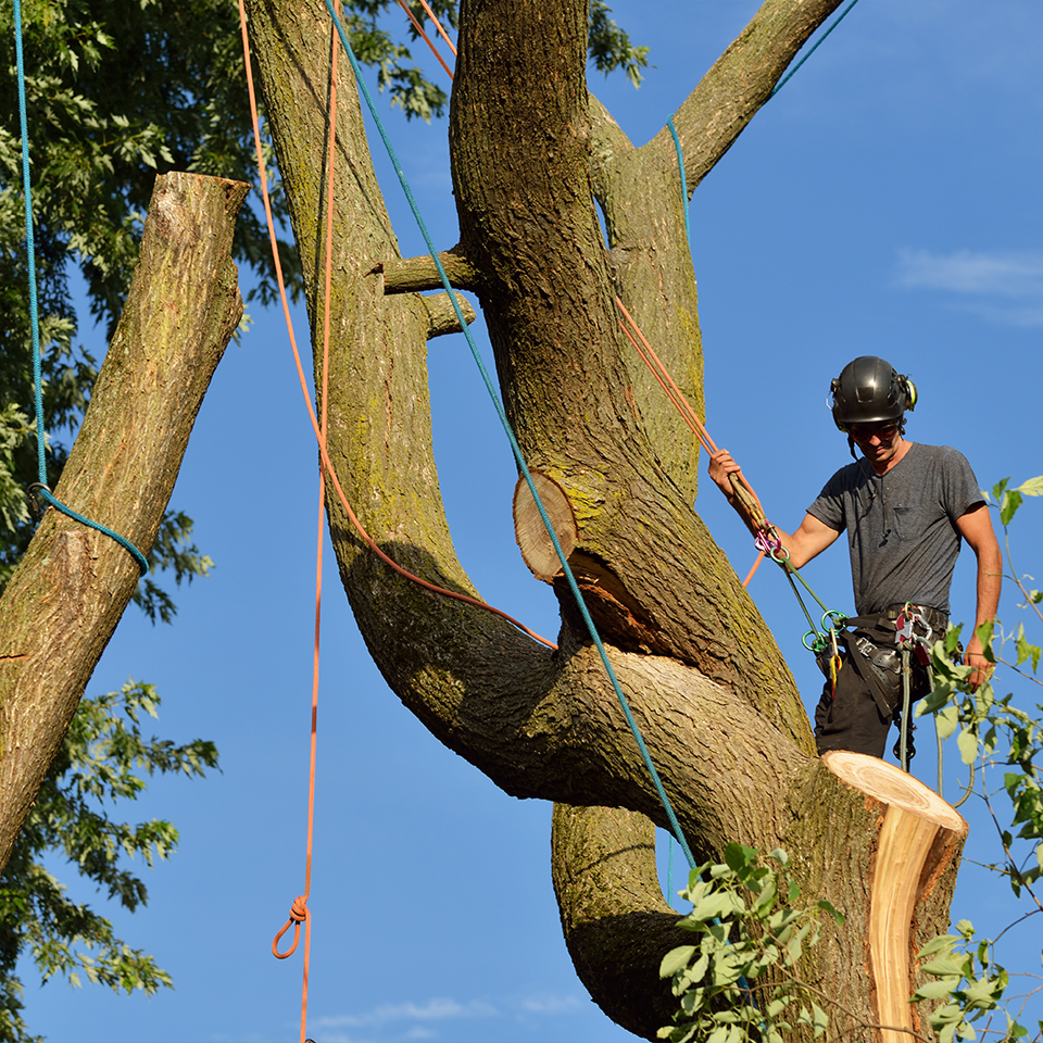 Tree Squad-Tree Service-Trimming-Stump Grinding-Storm Debris Cleanup-St Augustine, FL-trimming v3
